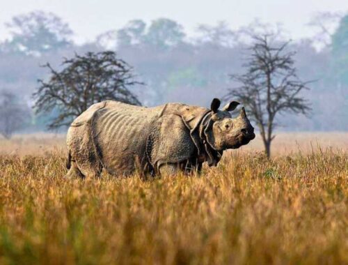 Kaziranga,Assam