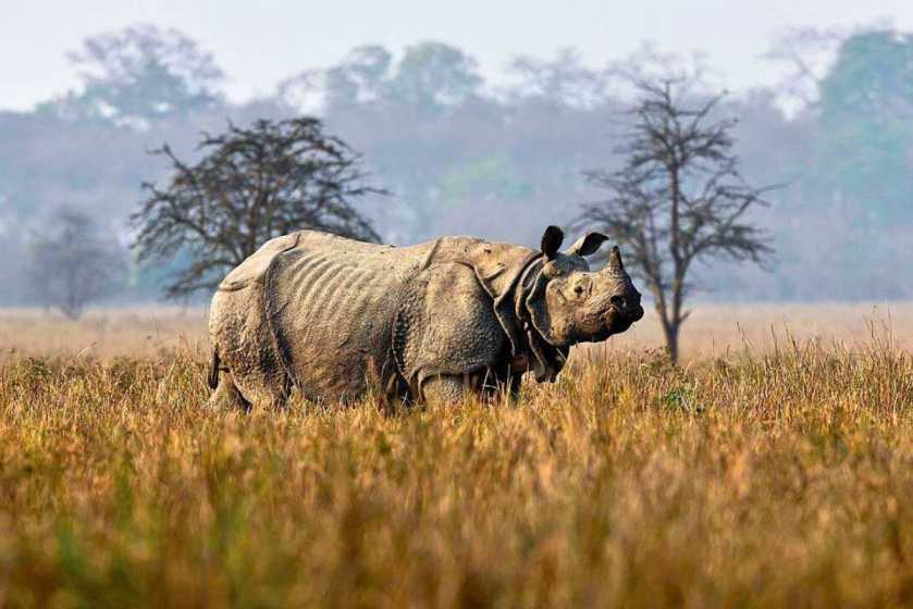 Kaziranga,Assam