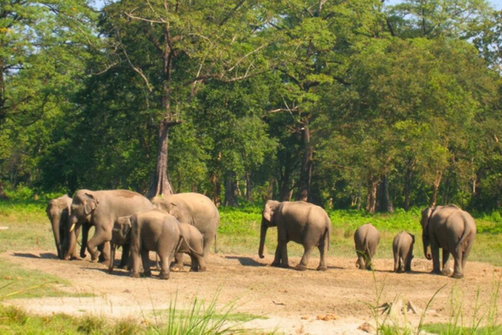 lataguri safari,west bengal